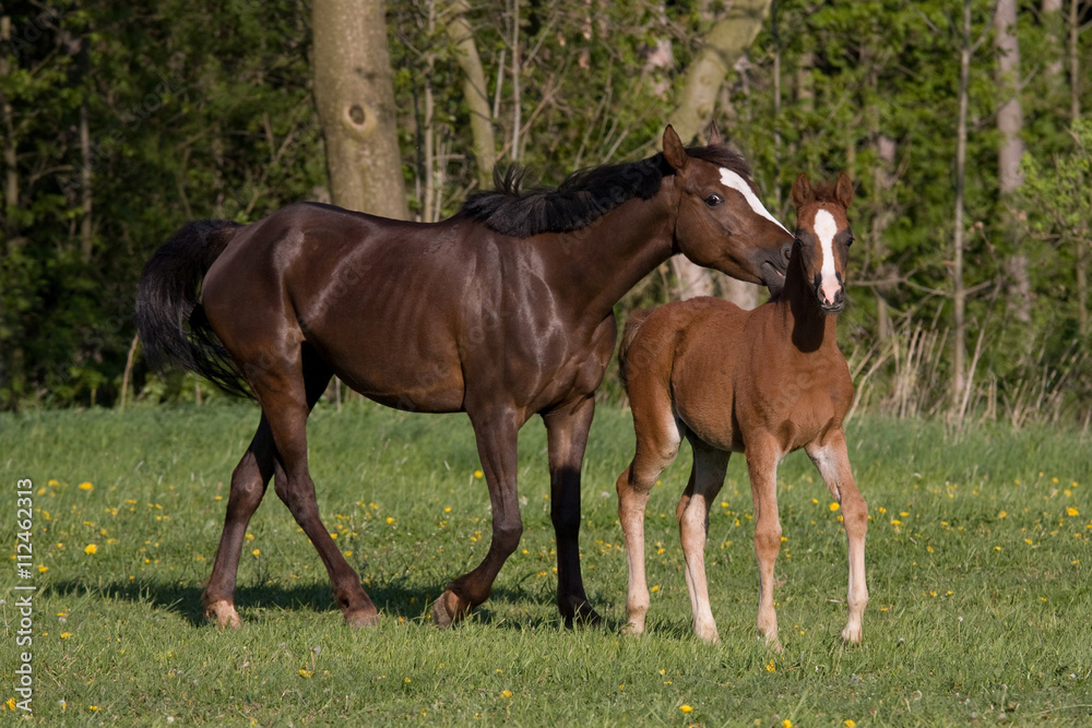 Pony mare with little foal