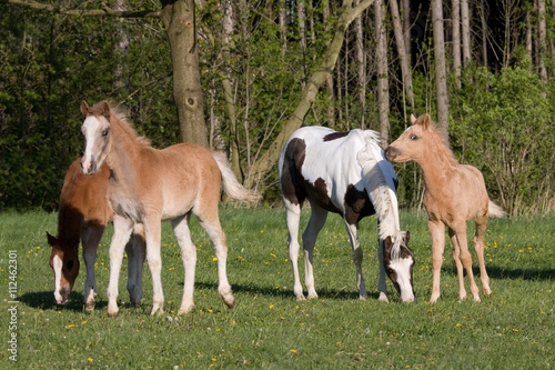 Herd pony horses on meadow