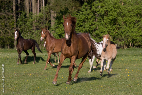 Herd pony horses running on meadow
