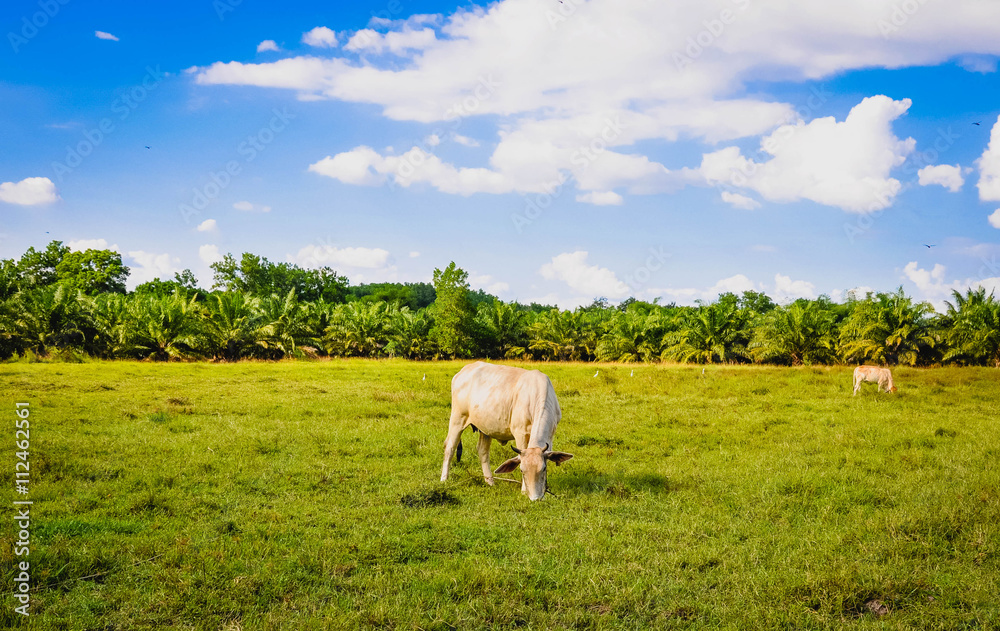 Fototapeta premium Cow on a summer pasture