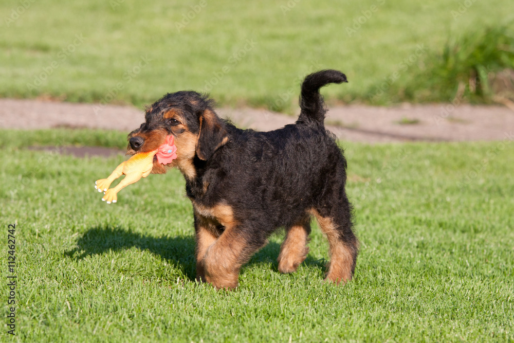 Happy young airedale terrier Happy young airedale terrier