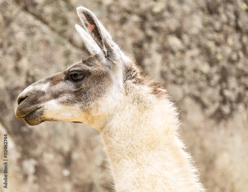 Obraz premium Llama at Machu Picchu, Cusco, Peru, South America. A UNESCO Worl