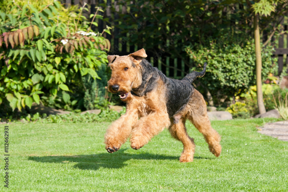 Running nice airedale terrier Running nice airedale terrier