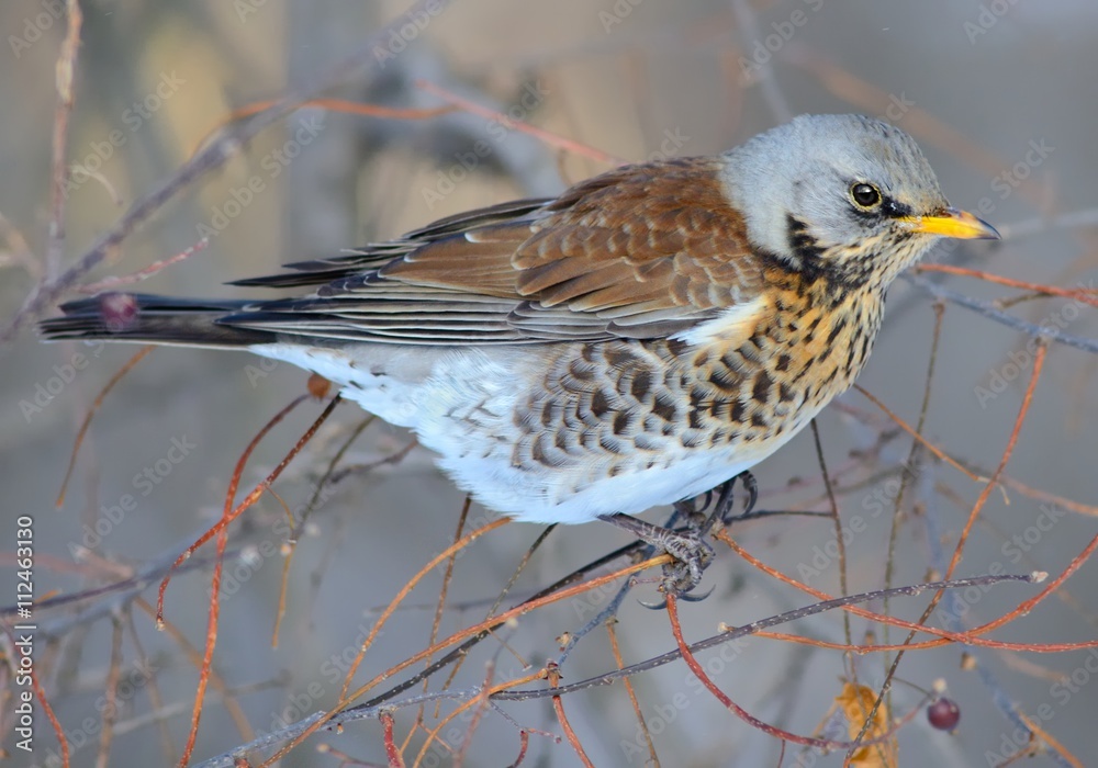 Fototapeta premium Fieldfare (Turdus pilaris)