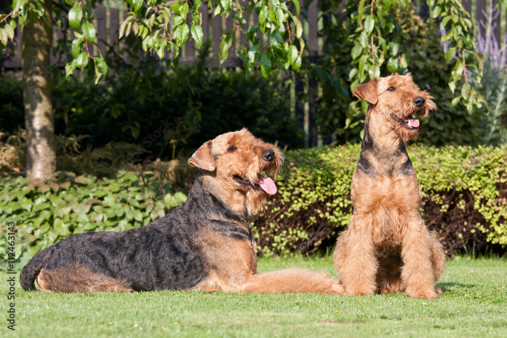 Portrait of nice airedale terrier