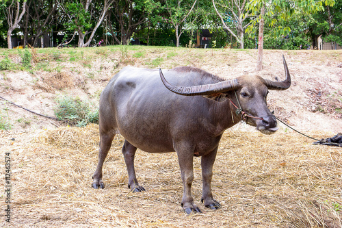 Long horns buffalo,water buffalo,Thailand