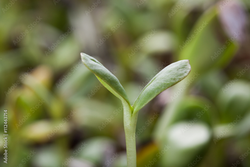 Nature green young sunflower sprout - macro Nature green young sunflower sprout - macro
