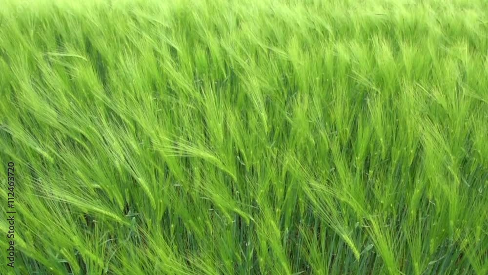 Wheat Field Waves Moved by Summer Wind Wheat Field Waves Moved by Summer Wind