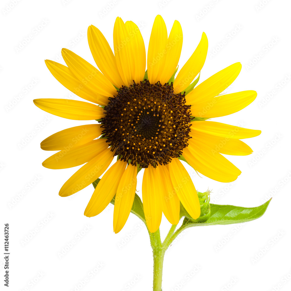 Fototapeta premium Beautiful sunflower isolated on white background