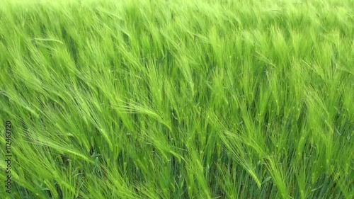 Wheat Field Waves Moved by Summer Wind