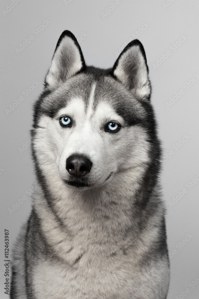 Adorable black and white with blue eyes Husky. Studio shot. on grey background. Focused on eyes