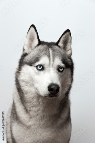 Fototapeta Naklejka Na Ścianę i Meble -  Adorable black and white with blue eyes Husky. Studio shot. on grey background. Focused on eyes