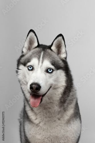 Adorable black and white with blue eyes Husky. Studio shot. on grey background. Focused on eyes