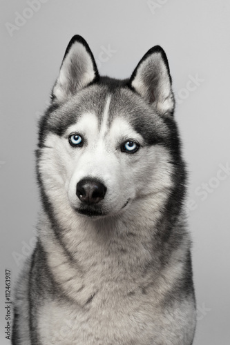 Fototapeta Naklejka Na Ścianę i Meble -  Adorable black and white with blue eyes Husky. Studio shot. on grey background. Focused on eyes