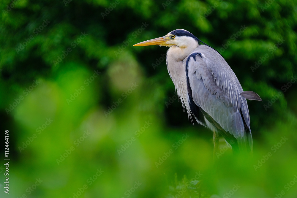 Héron cendré oiseau échassier bec chasse affût espèce prot Héron cendré oiseau échassier bec chasse affût espèce prot