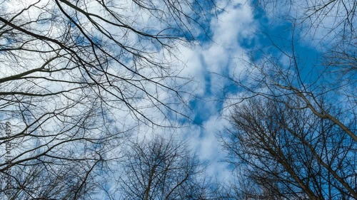 Sky with clouds behind trees, timelapse
