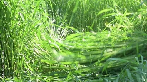 Farmer are Mowing the Grass on Traditional Way with Scythes
