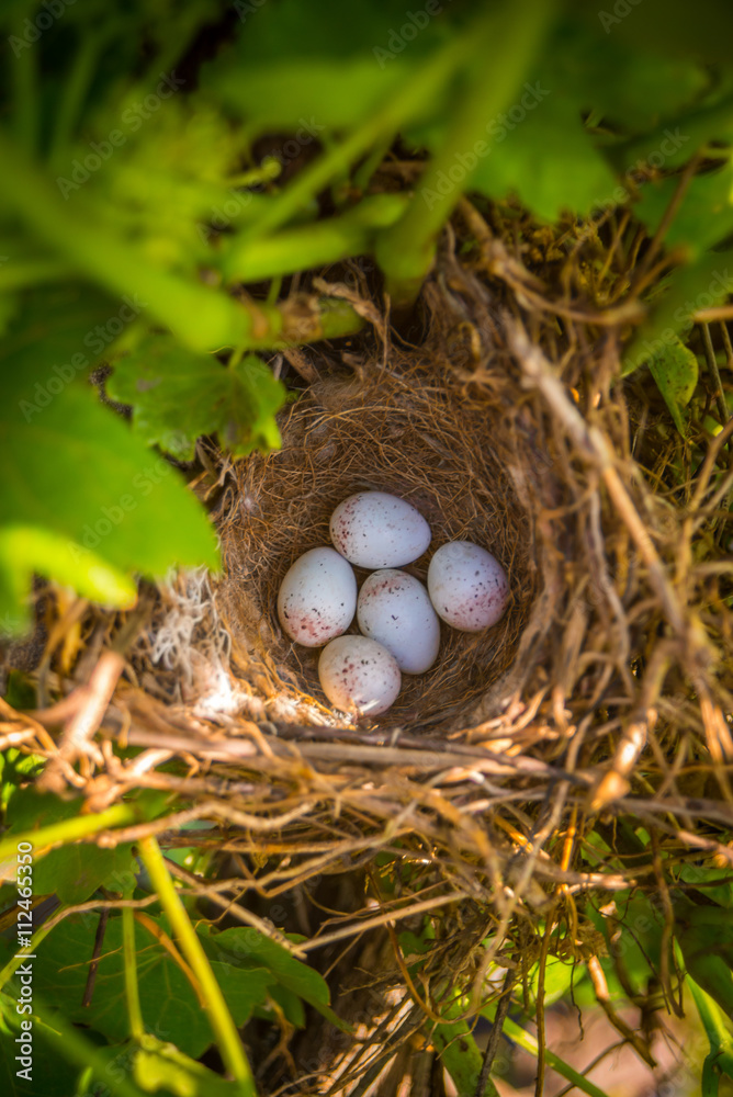 sparrow eggs in nest