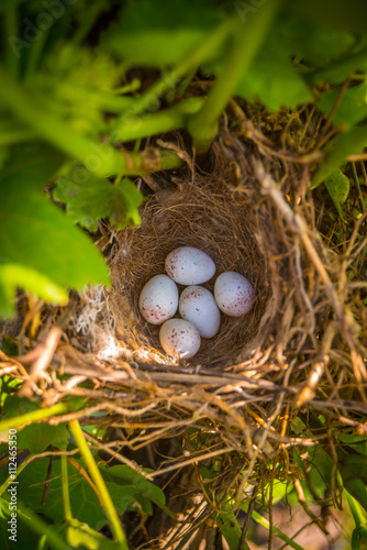 sparrow eggs in nest