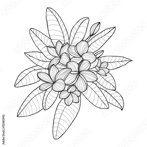 Bouquet with Plumeria or Frangipani flower on white background.