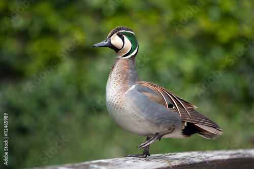 Baikal teal (Anas formosa) standing on one foot.