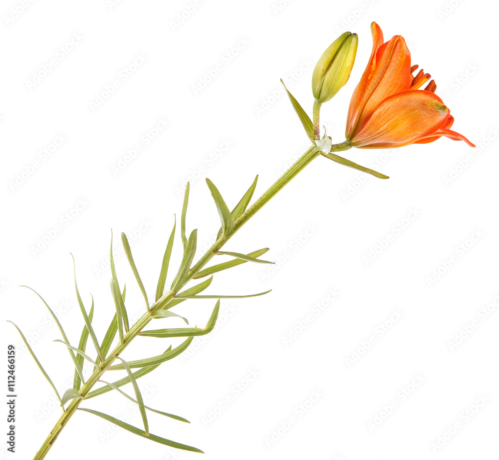 Obraz premium Orange lily flower. Isolated on white background