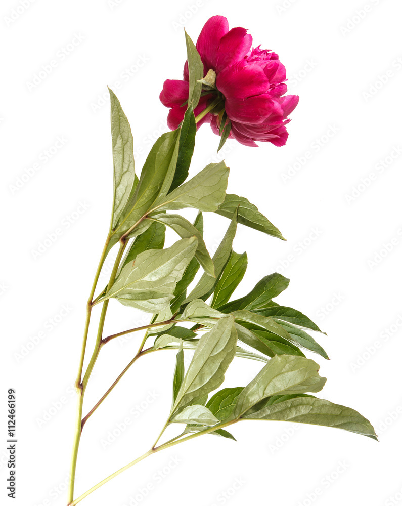 red peony flower. Isolated on white background red peony flower. Isolated on white background