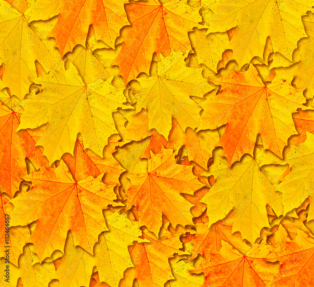 Fototapeta premium Autumn foliage. Golden Autumn.