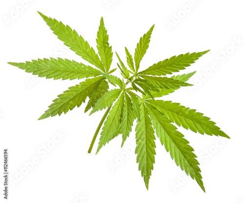 Bush cannabis isolated on white background