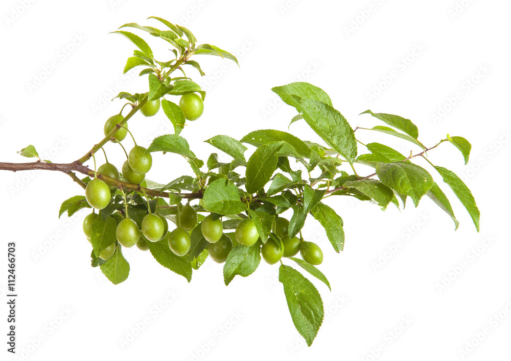 Obraz premium branch of plum tree with green unripe fruits. isolated on white