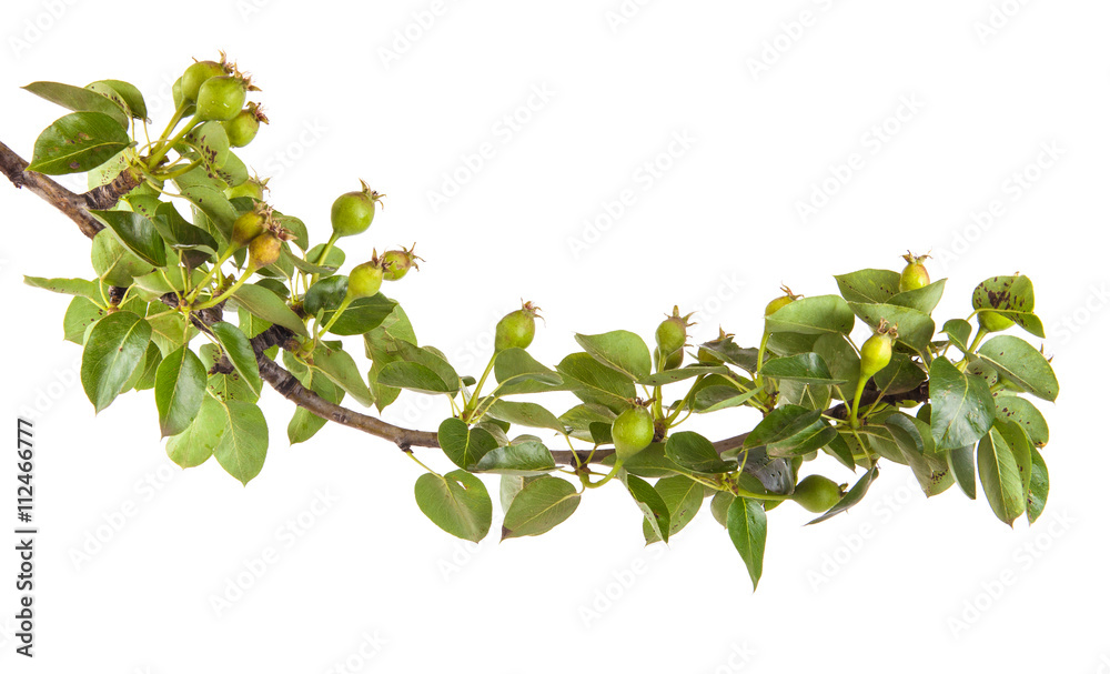 pear tree branch with unripe fruit. isolated on white background pear tree branch with unripe fruit. isolated on white background