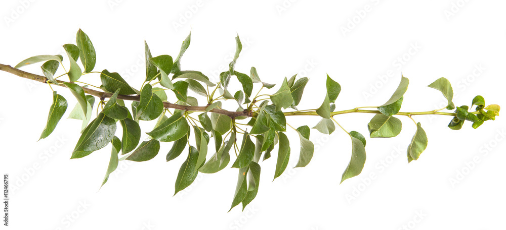 pear tree branch with leaves isolated on white background