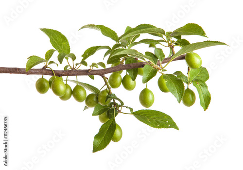 Wallpaper Mural branch of plum tree with green unripe fruits. isolated on white Torontodigital.ca