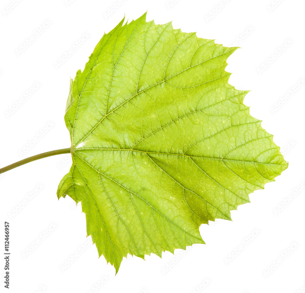 Fototapeta premium Green grape leaf. isolated on white background