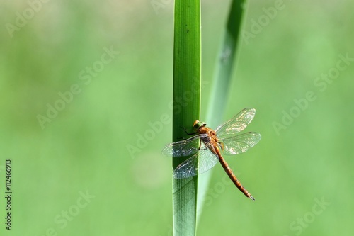 Beautiful dragonfly. Macro shot of nature. (Libellula depressa)