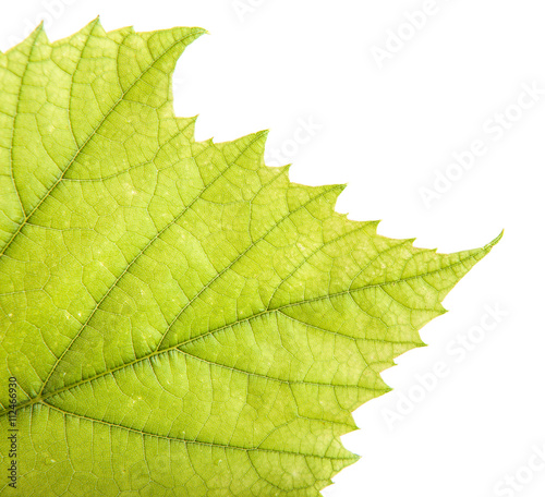of the grape leaf closeup. isolated on white background