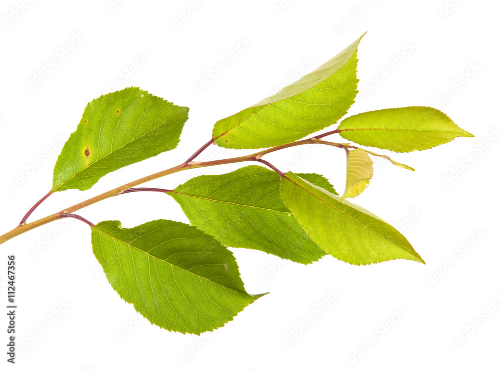 Fototapeta premium cherry tree branch isolated on white background