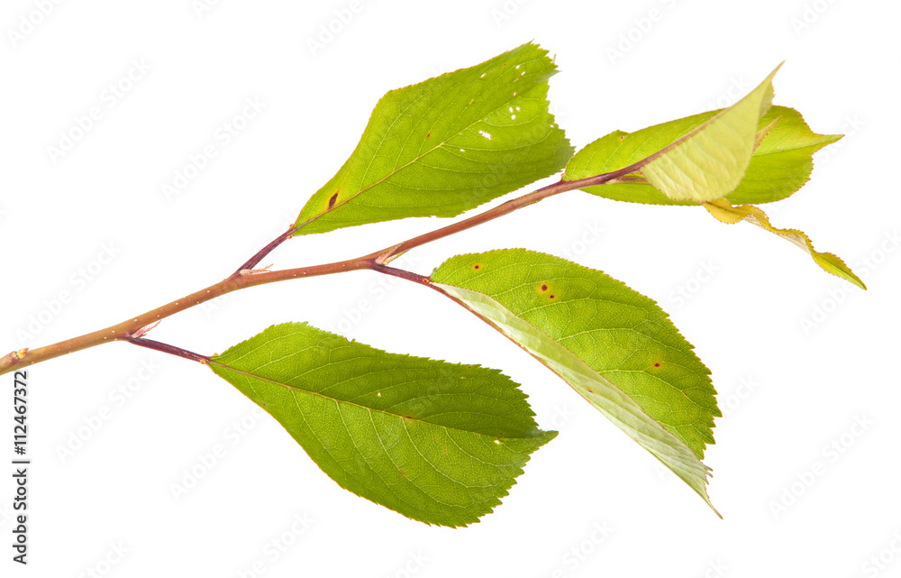 Fototapeta premium cherry tree branch isolated on white background