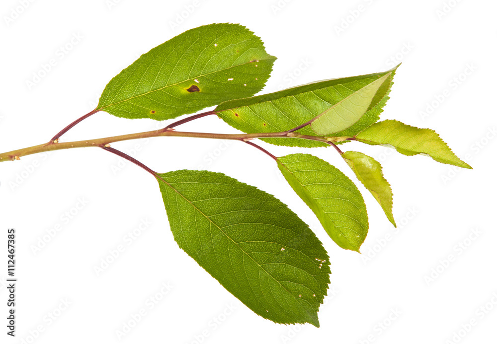 Fototapeta premium cherry tree branch isolated on white background