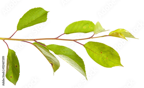 cherry tree branch isolated on white background