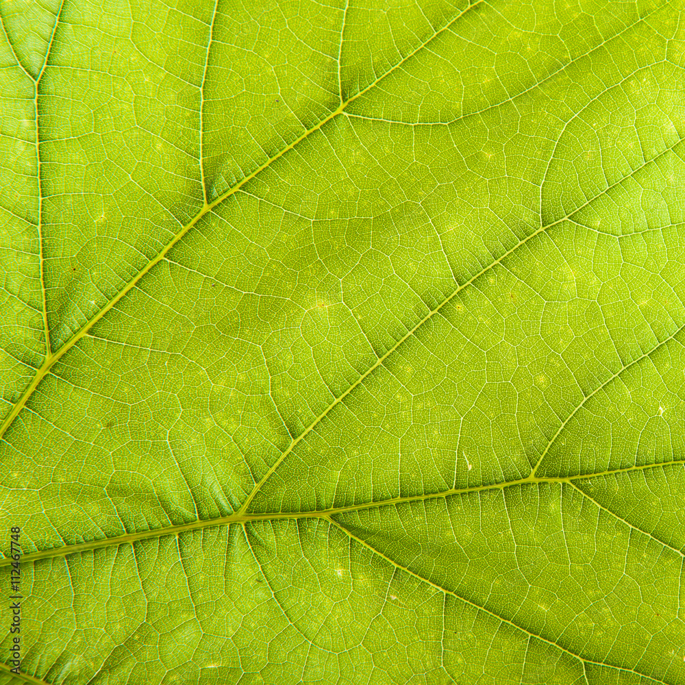 green leaf vine. background