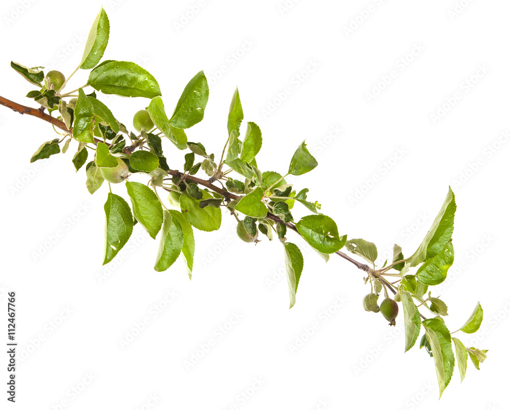 apple-tree branch with unripe green apples. isolated on white ba apple-tree branch with unripe green apples. isolated on white ba