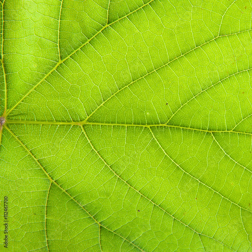 green leaf vine. background