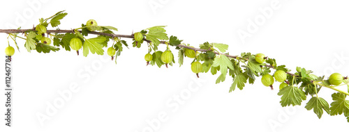 gooseberry bush branch with green leaves. isolated on white back