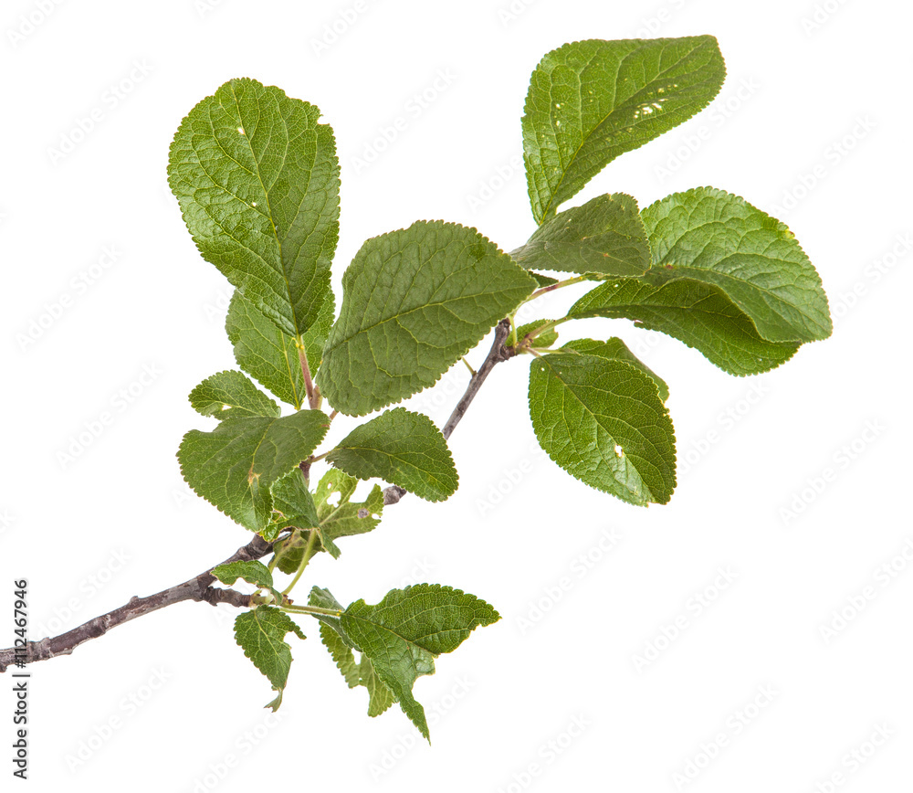 Fototapeta premium branch of plum tree. isolated on white background
