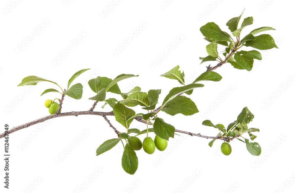 branch of plum tree with green unripe fruits. isolated on white branch of plum tree with green unripe fruits. isolated on white