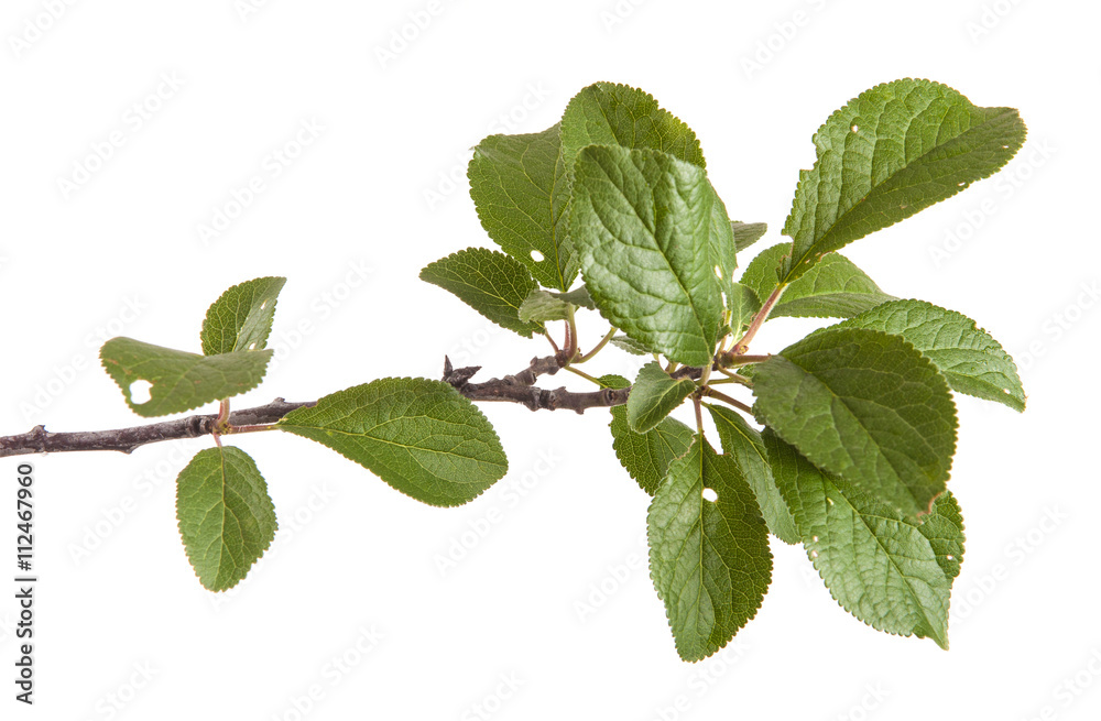 Naklejka premium branch of plum tree. isolated on white background