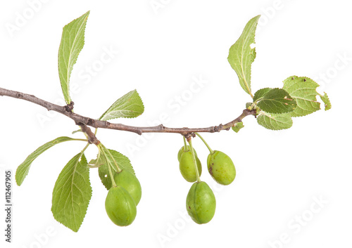 Wallpaper Mural branch of plum tree. isolated on white background Torontodigital.ca