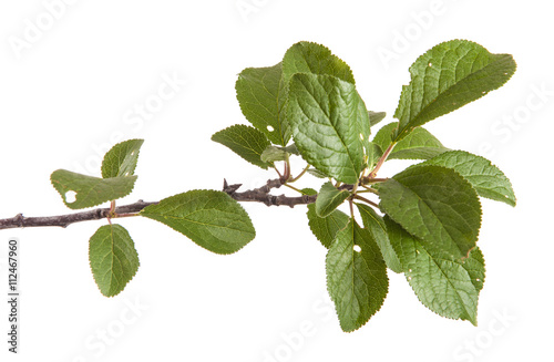 branch of plum tree. isolated on white background