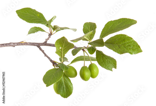 Wallpaper Mural branch of plum tree. isolated on white background Torontodigital.ca